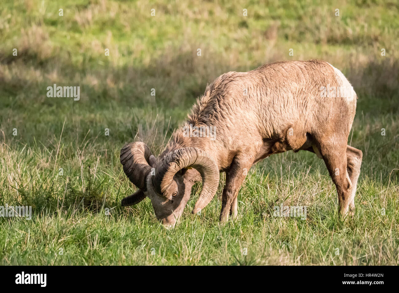 Voce maschile Bighorn (RAM) pascolo a Northwest Trek Wildlife Park nei pressi di Eatonville, Washington, Stati Uniti d'America Foto Stock