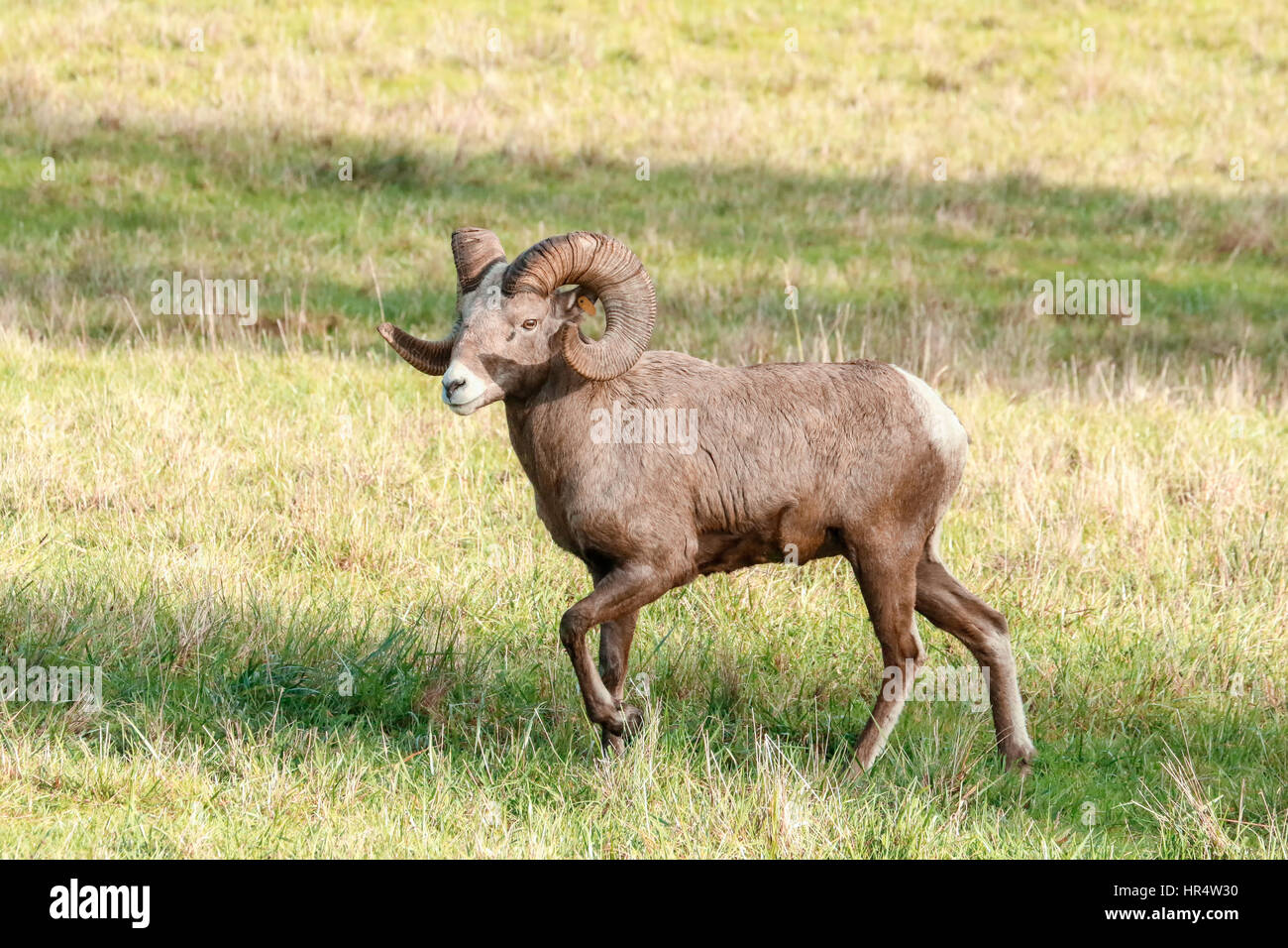 Voce maschile Bighorn (RAM) a piedi a Northwest Trek Wildlife Park nei pressi di Eatonville, Washington, Stati Uniti d'America Foto Stock