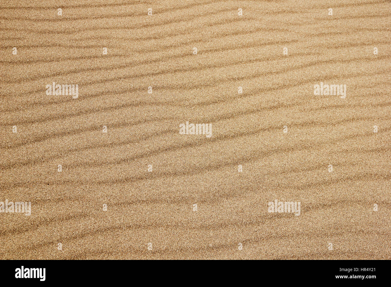 Dettaglio del increspata superficie di sabbia a grandi dune di sabbia del parco nazionale Foto Stock