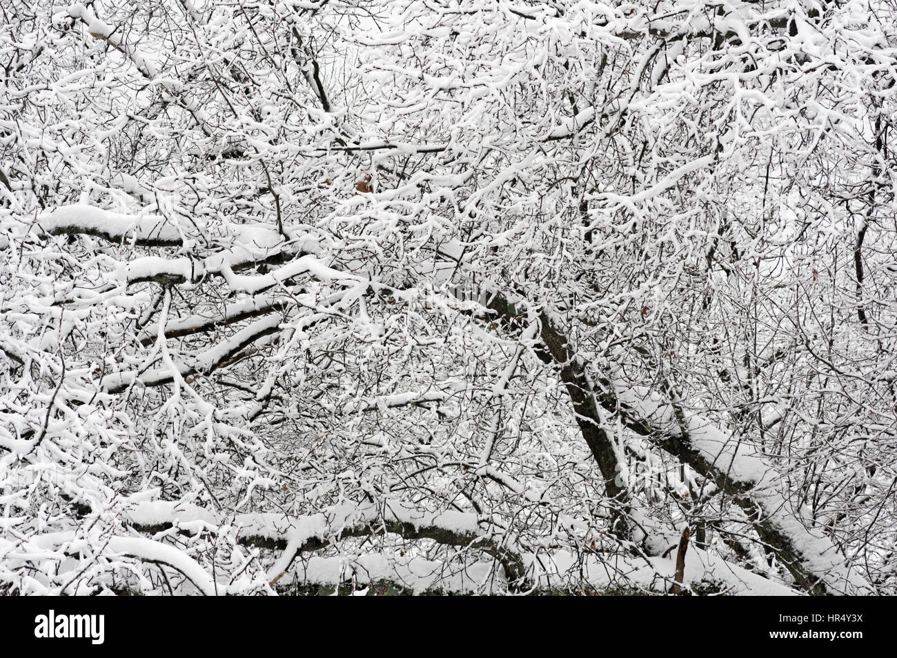 Coperte di neve rami sfrondato in inverno Foto Stock