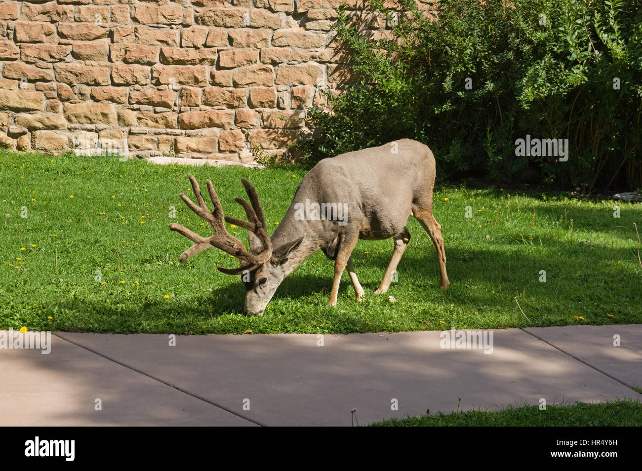 Un urbano Mule Deer buck con corna di velluto sfiora di fronte a un muro di pietra da un calcestruzzo a piedi Foto Stock