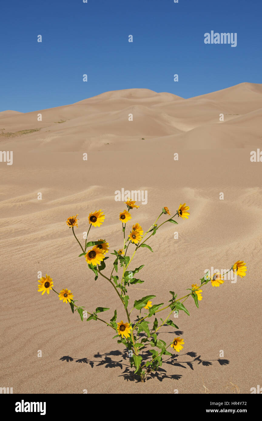 Prairie giallo dei girasoli a Great Sand Dunes National Park in Colorado Foto Stock