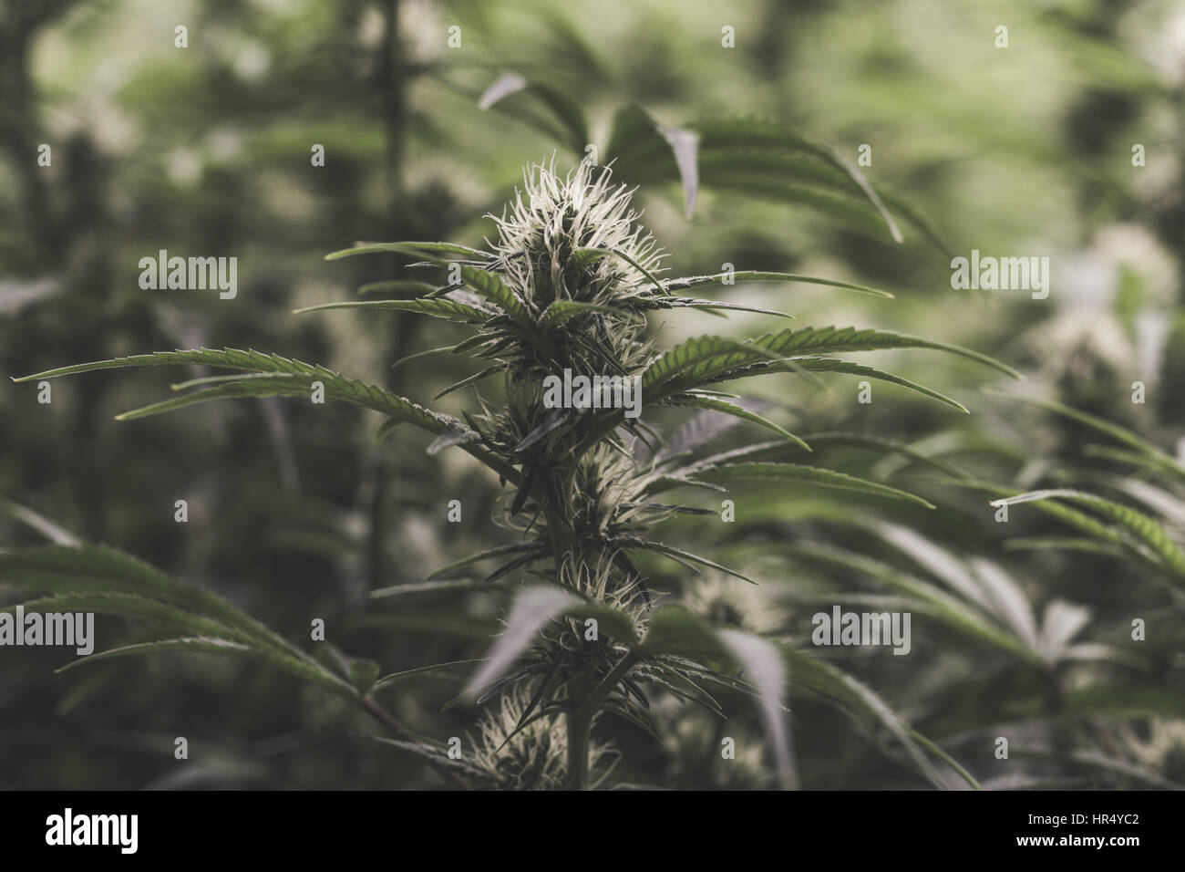 Isolate i giovani medici legali marijuana cannabis bud nelle prime fasi di sviluppo di fiori Foto Stock