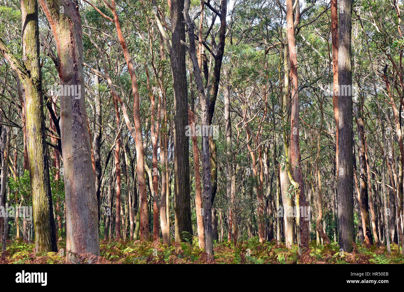 Australian foresta di eucalipti con Sydney Red Gums, Angophora costata e bracken fern understorey a Darkes foresta, Nuovo Galles del Sud, Australia Foto Stock