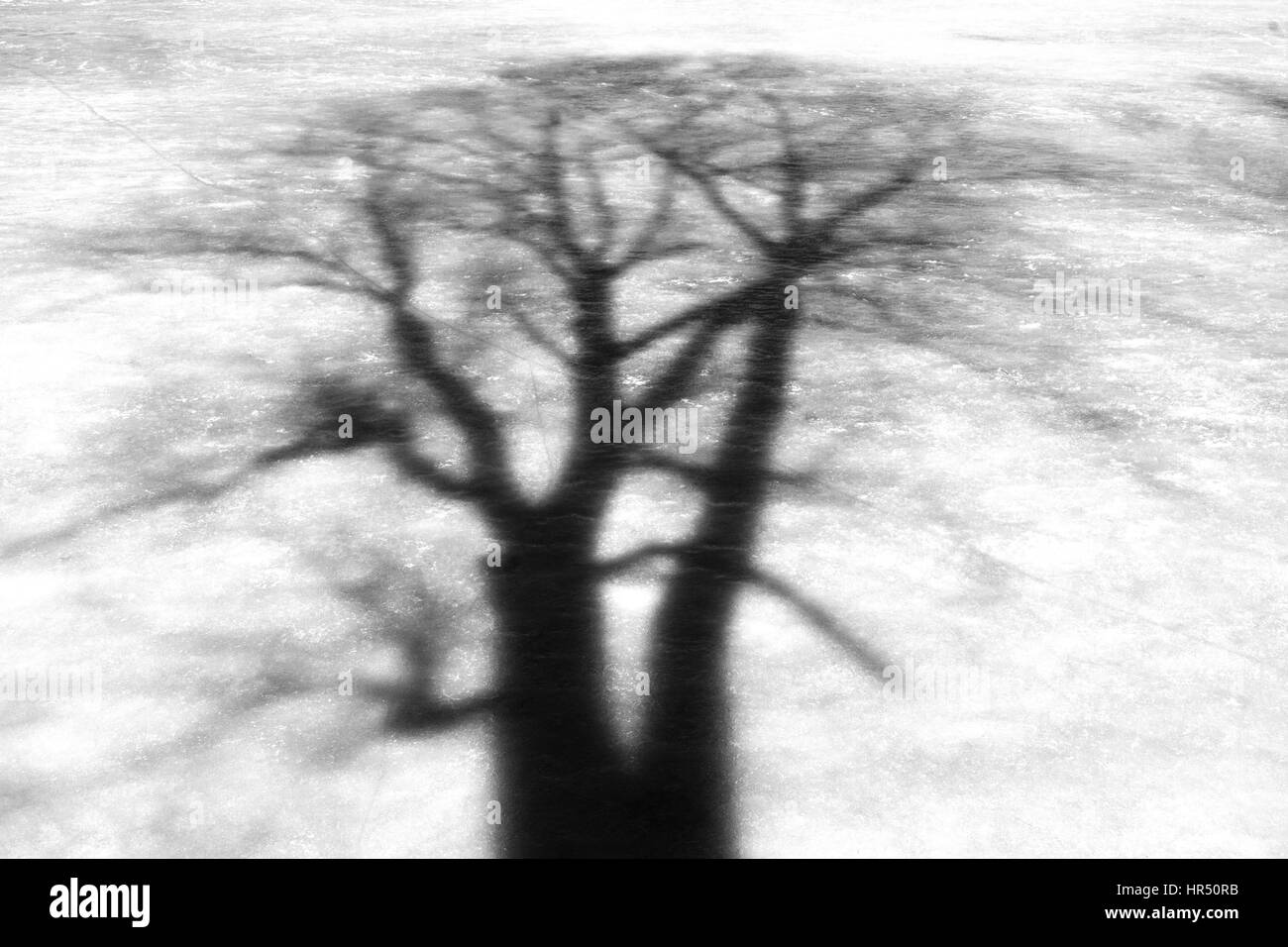 Bianco e nero ombra di un albero su ghiaccio,alberi, le ombre e sagome  alberi albero solitario, una giornata di sole, rami Foto stock - Alamy
