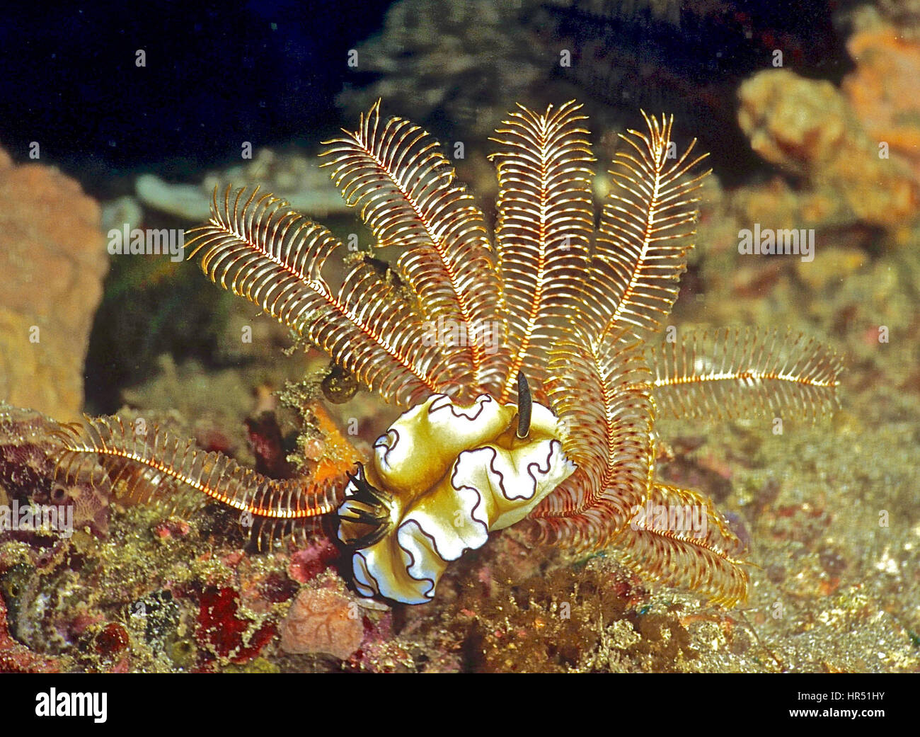 Sea slug (Glossodoris astromarginata) alla base del featherstar (Colobometra perspinosa). Uno dei nudibranch's rhinophores è retratto, Mar Rosso. Foto Stock