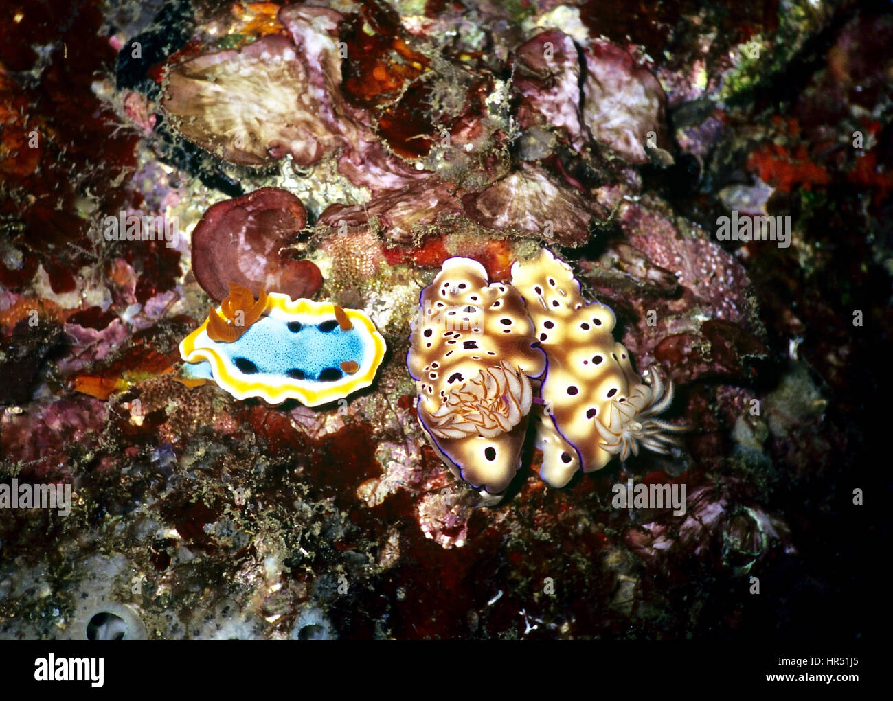 Tre nudibranchi. Sulla sinistra Chromodoris annae: a destra una coppia di Chromodoris kuniei. Tutti indicativo che nudibranchi sono i gioielli del mare. Foto Stock
