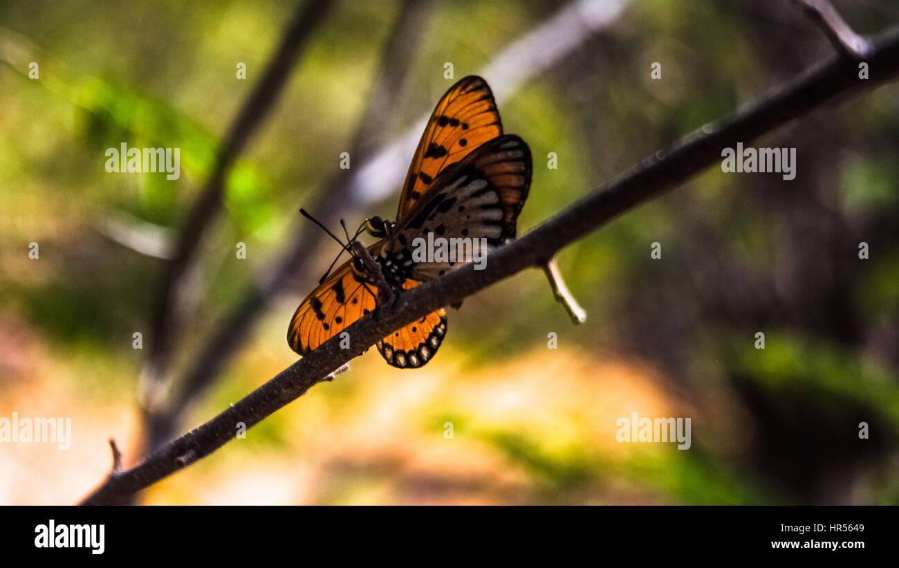Due farfalle con fotografia di retroilluminazione Foto Stock