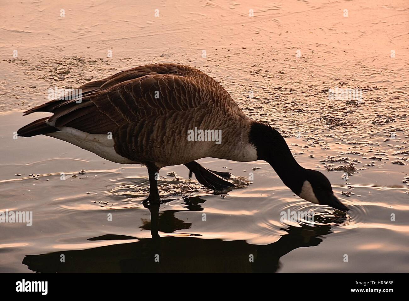 Goose acqua potabile in inverno Lago durante il tramonto.Westport lago riserva di uccelli,Stoke on Trent, Staffordshire, Regno Unito. Foto Stock