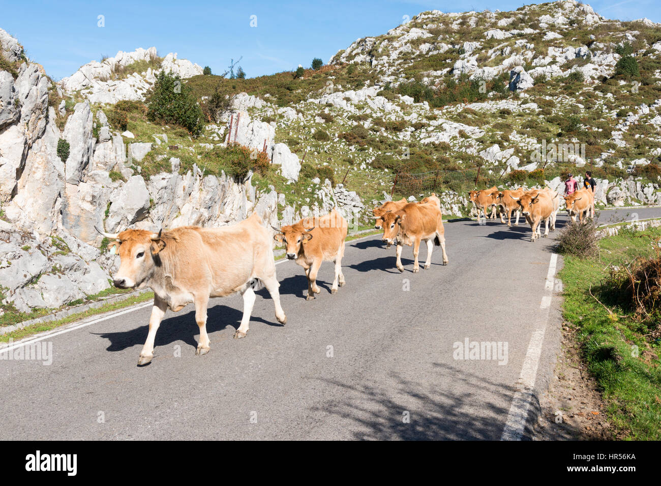 Vacche essendo portato giù per una strada da pastori in Picos de Europa Asturias Spagna Foto Stock