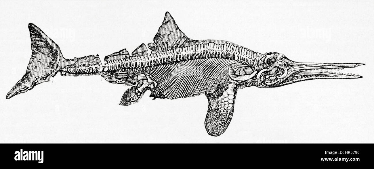 Thunnosaur ichthyosaur. Da Meyers lessico, pubblicato nel 1927. Foto Stock