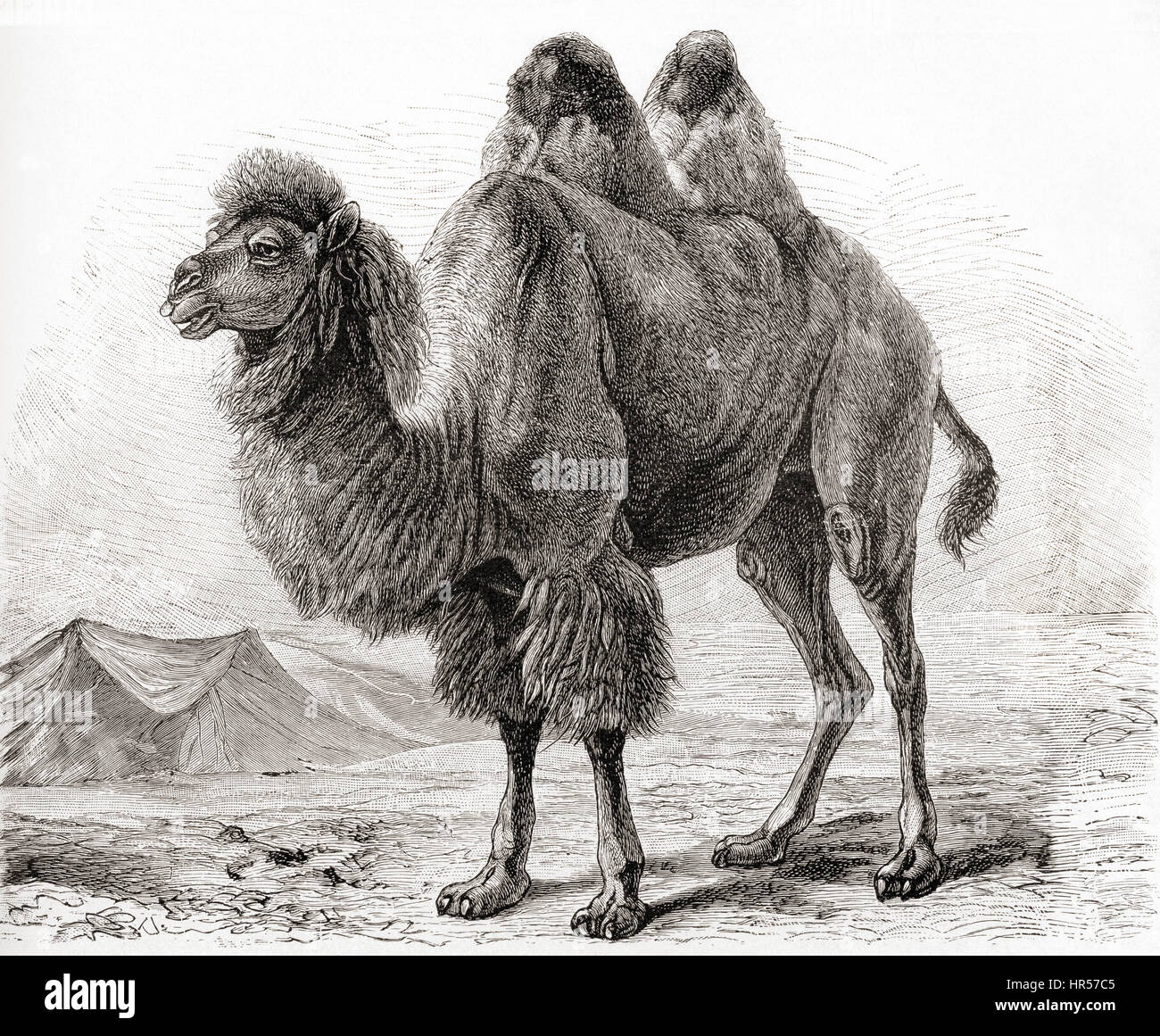 Un cammello Bactrian (Camelus bactrianus) un grande anche-toed ungulato nativa per le steppe dell'Asia centrale. Da Meyers lessico, pubblicato nel 1927. Foto Stock