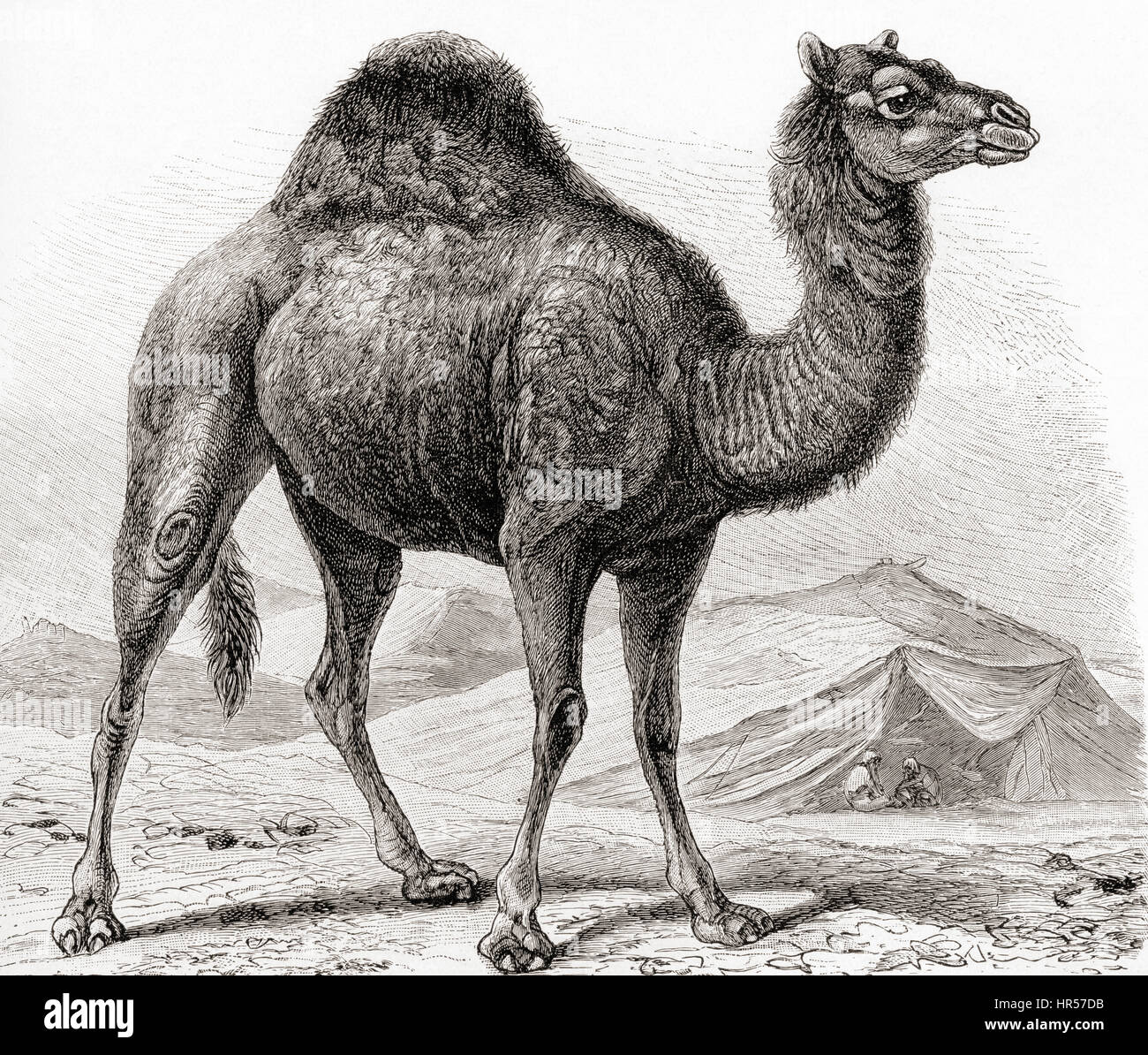 Il dromedario aka cammello arabo, (Camelus dromedarius), è un grande anche-toed ungulato animale. Da Meyers lessico, pubblicato nel 1927. Foto Stock
