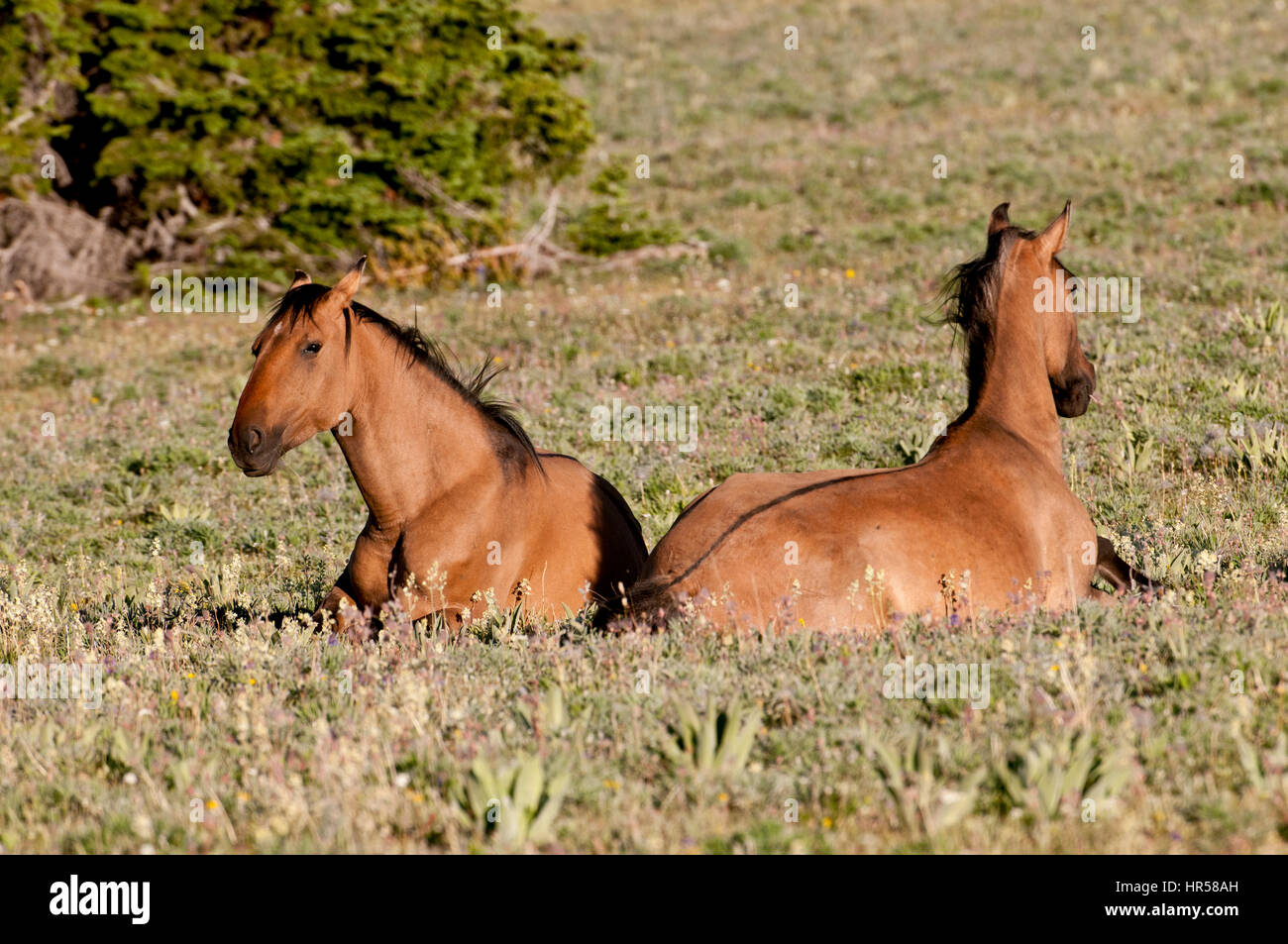 Pryor Montagne Mustangs sdraiato Foto Stock