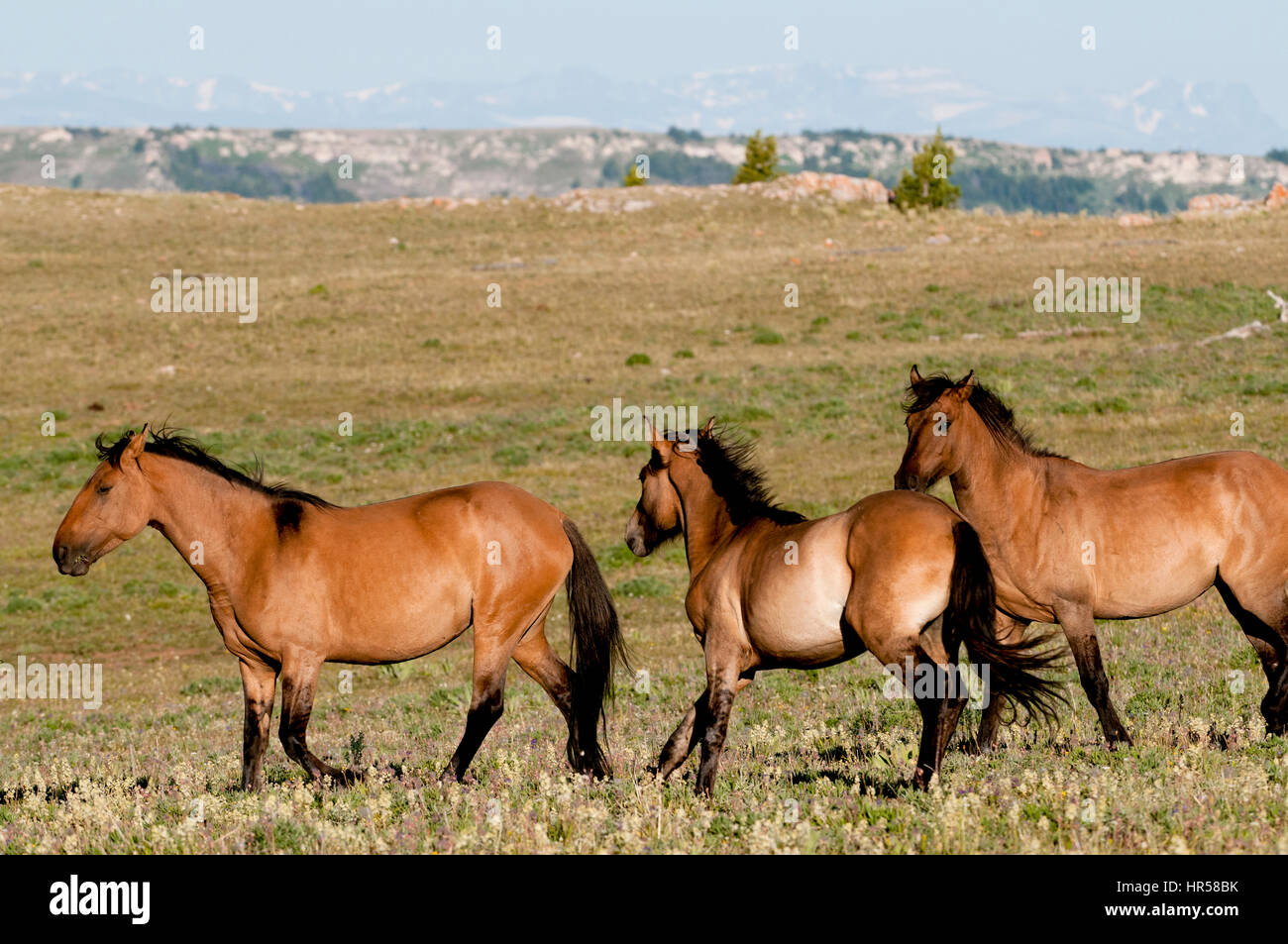 Pryor montagne mustangs in esecuzione Foto Stock