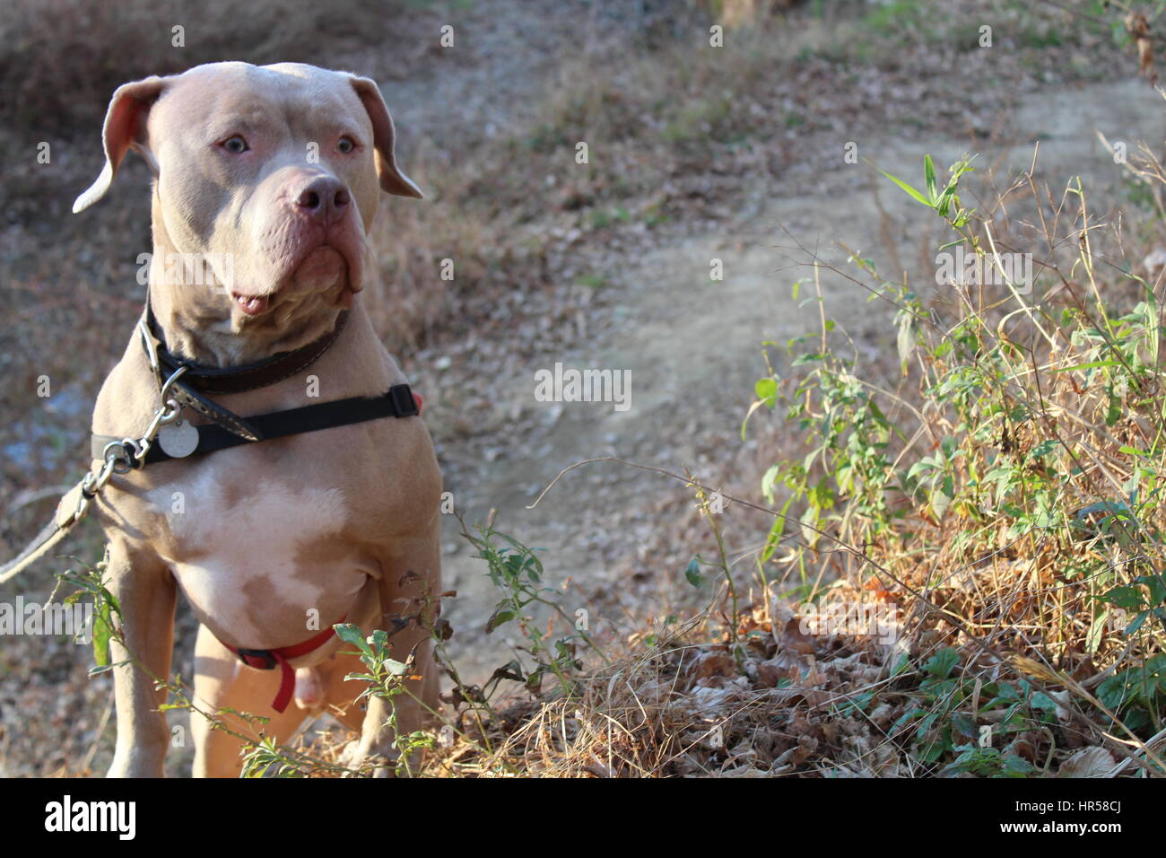 American Staffordshire Terrier. Pitbull Foto Stock