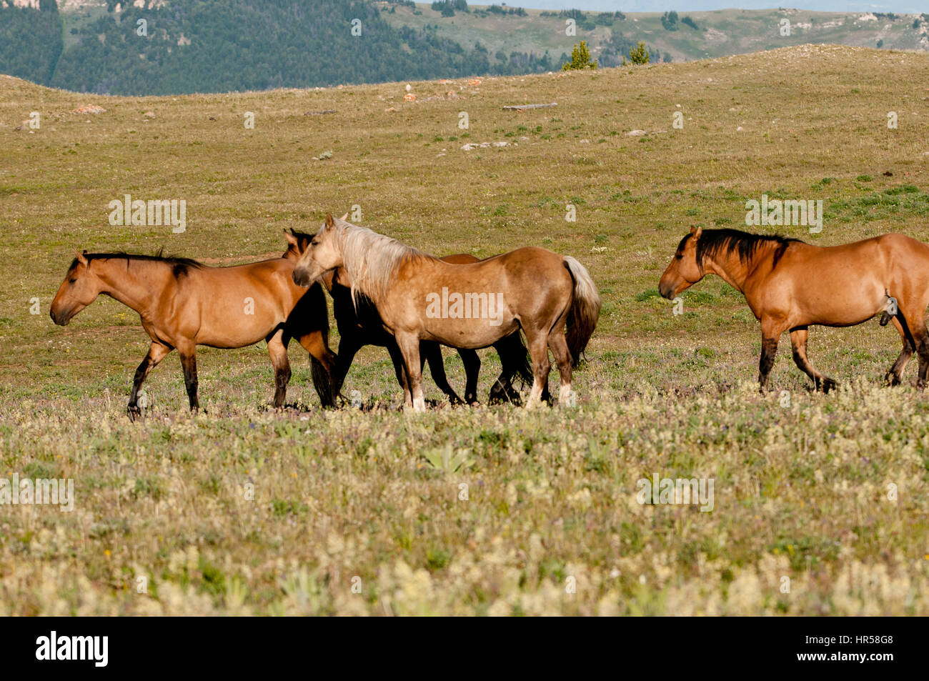 Pryor Montagne Mustangs passeggiate Foto Stock