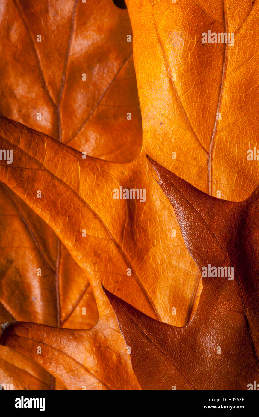 Foglie di quercia preso in un studio per creare immagini abstrat. Foto Stock