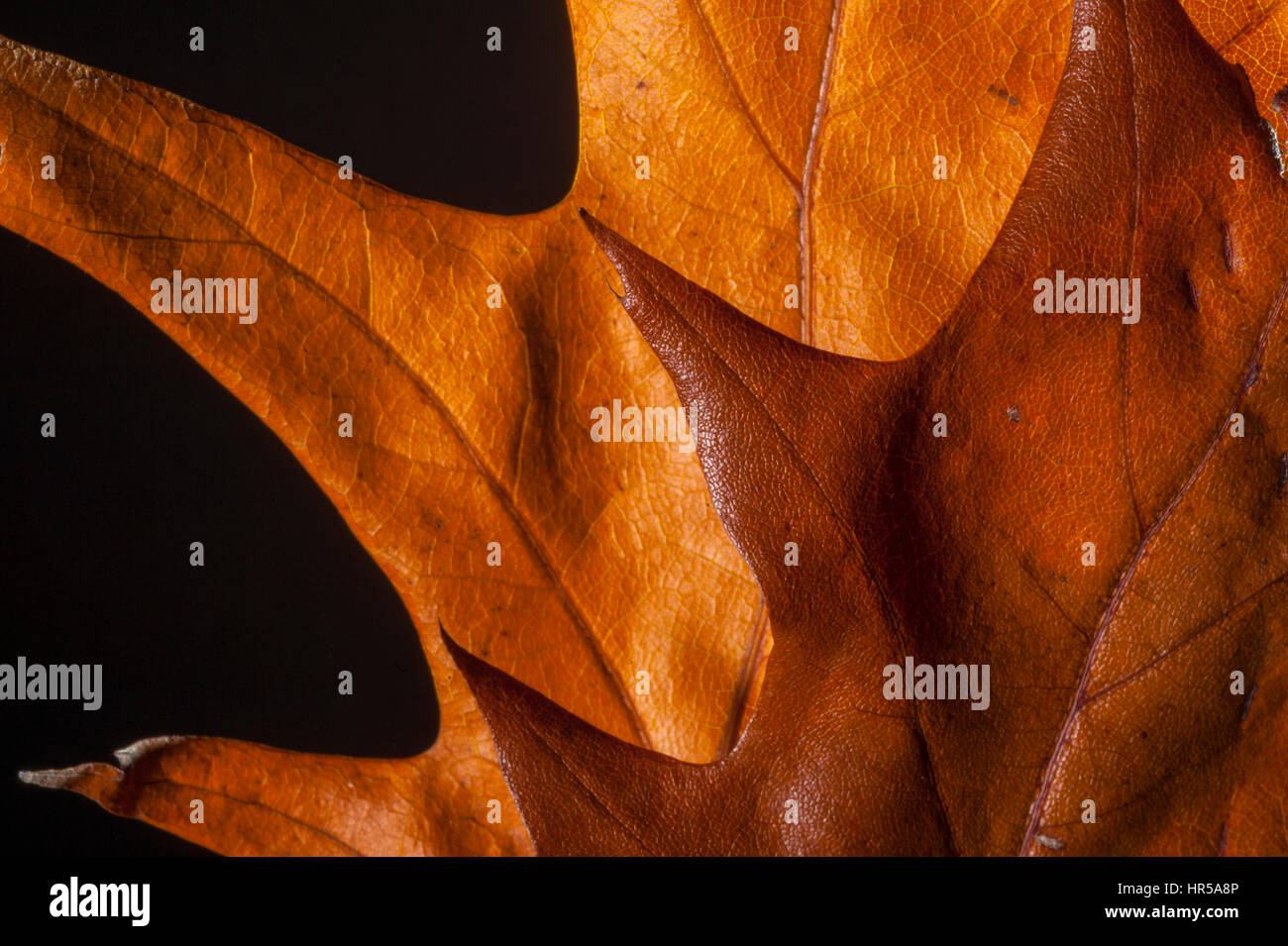 Foglie di quercia preso in un studio per creare immagini abstrat. Foto Stock
