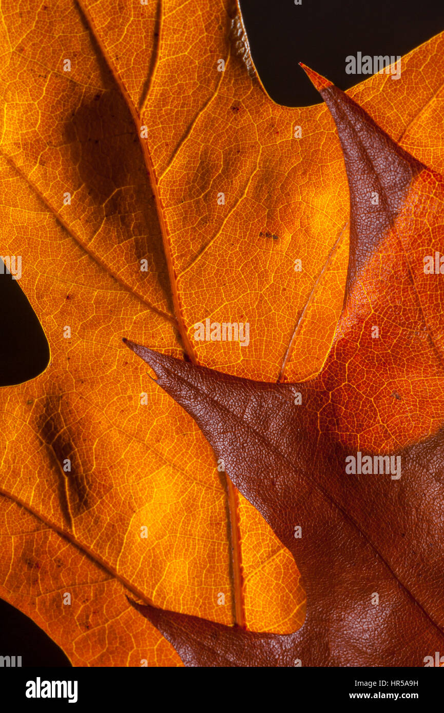 Foglie di quercia preso in un studio per creare immagini abstrat. Foto Stock