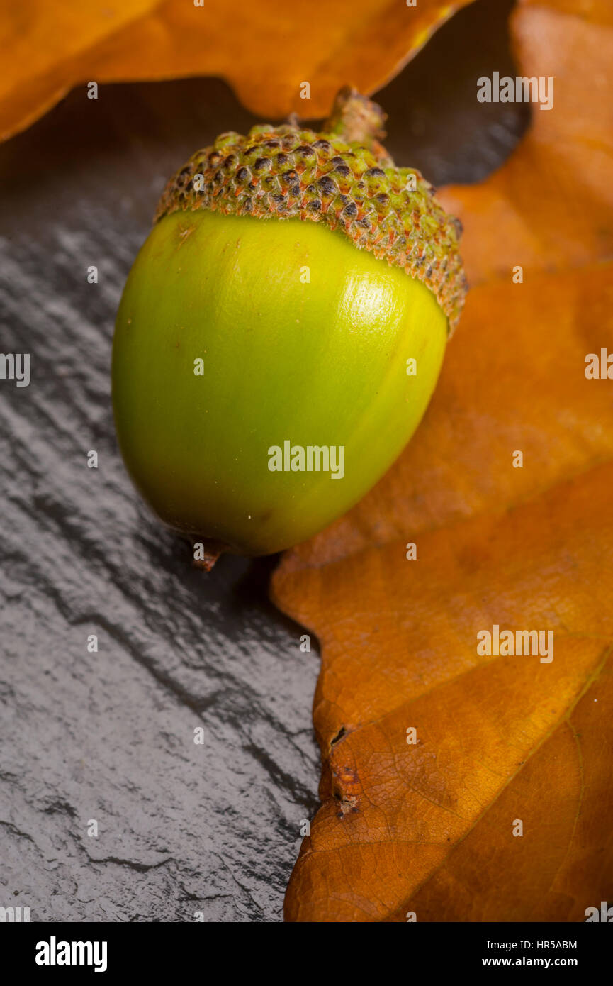 Acorn verde in studio con foglie come sfondo. Foto Stock