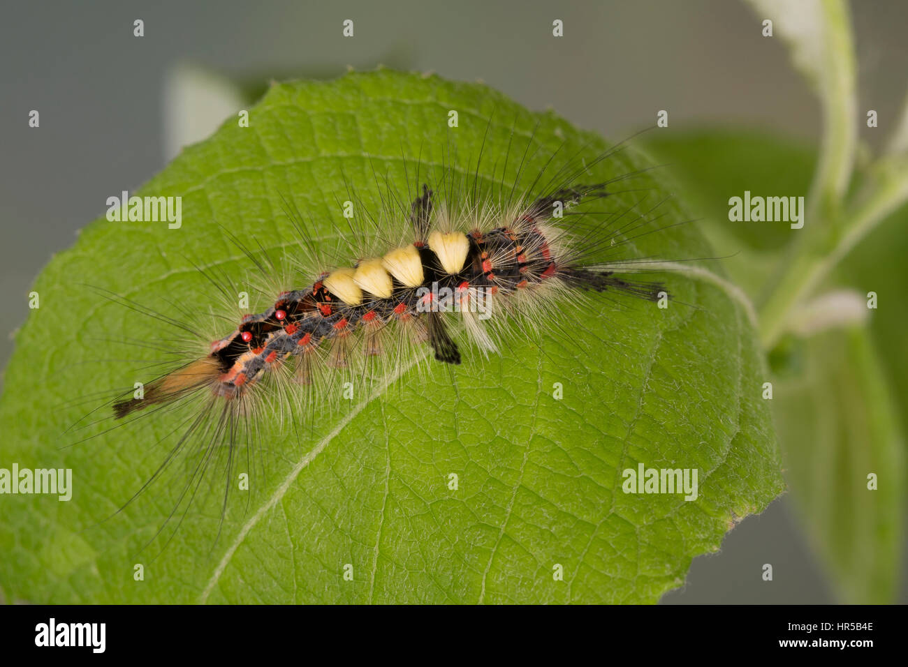 Schlehenspinner, Raupe, Schlehen-Spinner, Kleiner Bürstenspinner, Schlehen-Bürstenspinner, Orgyia antiqua, Orgyia recens, vaporer tarma, vapore comune Foto Stock