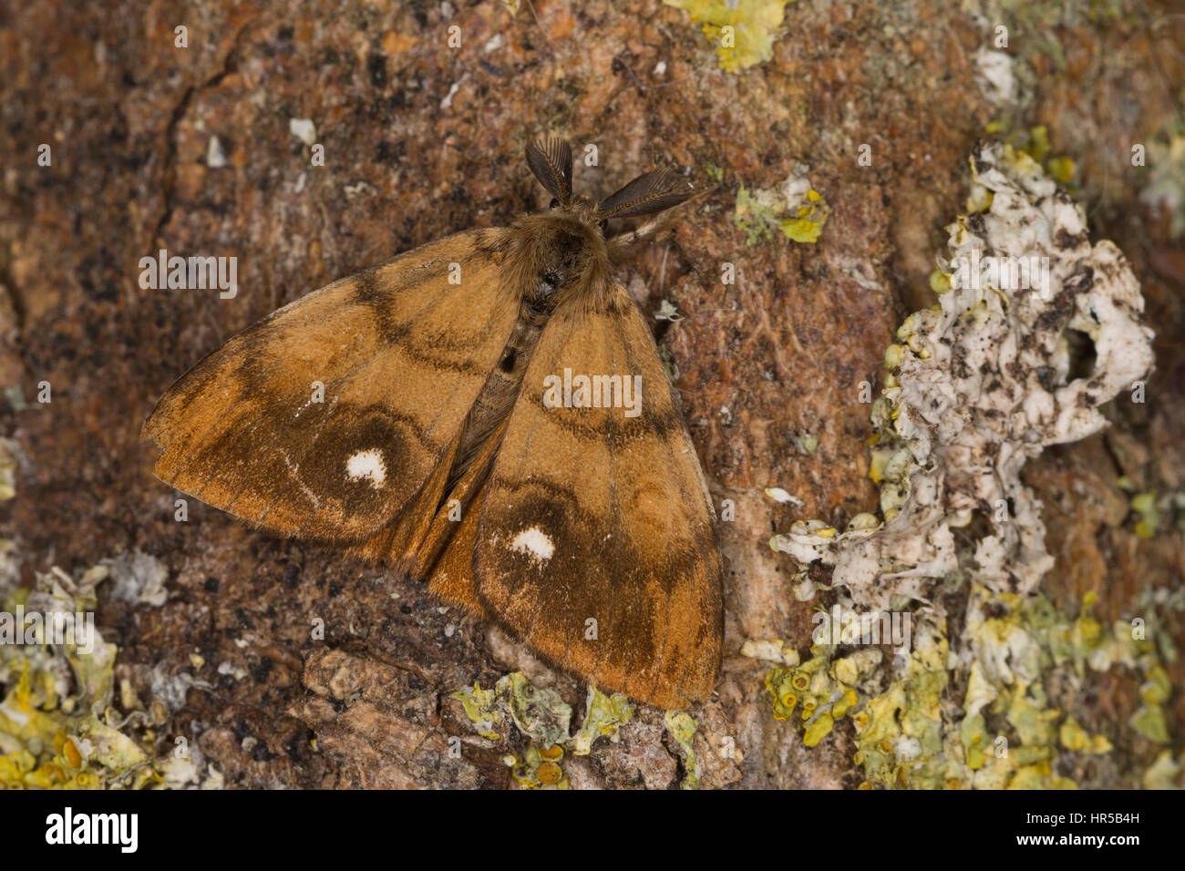 Schlehenspinner, Männchen, Schlehen-Spinner, Kleiner Bürstenspinner, Schlehen-Bürstenspinner, Orgyia antiqua, Orgyia recens, vaporer moth, comune vap Foto Stock