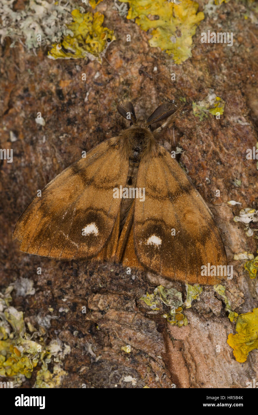 Schlehenspinner, Männchen, Schlehen-Spinner, Kleiner Bürstenspinner, Schlehen-Bürstenspinner, Orgyia antiqua, Orgyia recens, vaporer moth, comune vap Foto Stock
