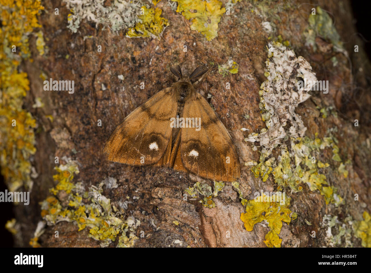 Schlehenspinner, Männchen, Schlehen-Spinner, Kleiner Bürstenspinner, Schlehen-Bürstenspinner, Orgyia antiqua, Orgyia recens, vaporer moth, comune vap Foto Stock