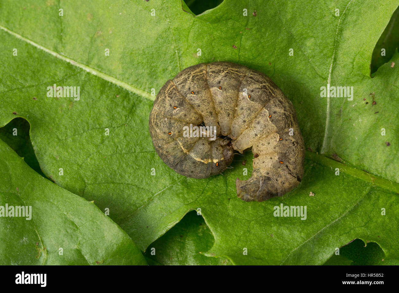 Schwarzes Ordensband, Raupe, Mormo maura, Mania maura, old Lady, nero underwing, caterpillar, la Le Maure, Eulenfalter, Noctuidae, noctuid falene, noctui Foto Stock