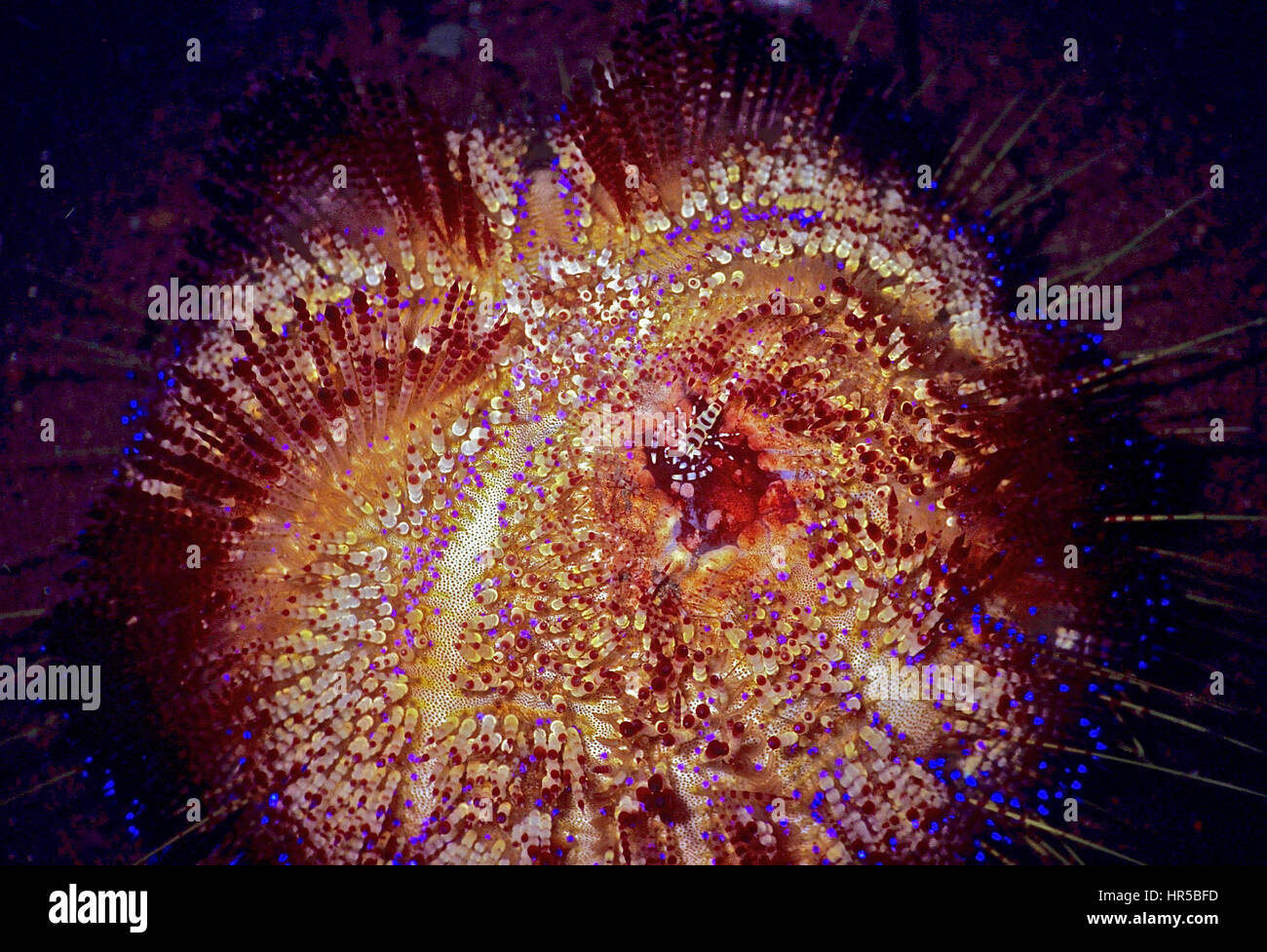 Un Coleman (gamberetti Periclimenes colemani) il ricovero in un incendio urchin (Astropyga radiata): un esempio di simbiosi fotografato in acque Balinese. Foto Stock
