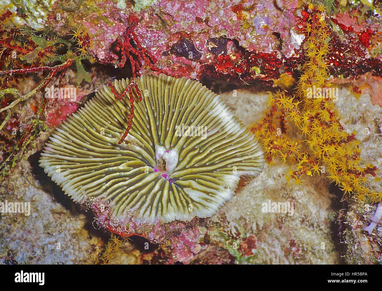 Il nome scientifico di questo round di corallo duro (Fungia granulosa) è apt: sembra che il lato inferiore di un fungo. Soft Coral alimentazione a destra. Bali. Foto Stock