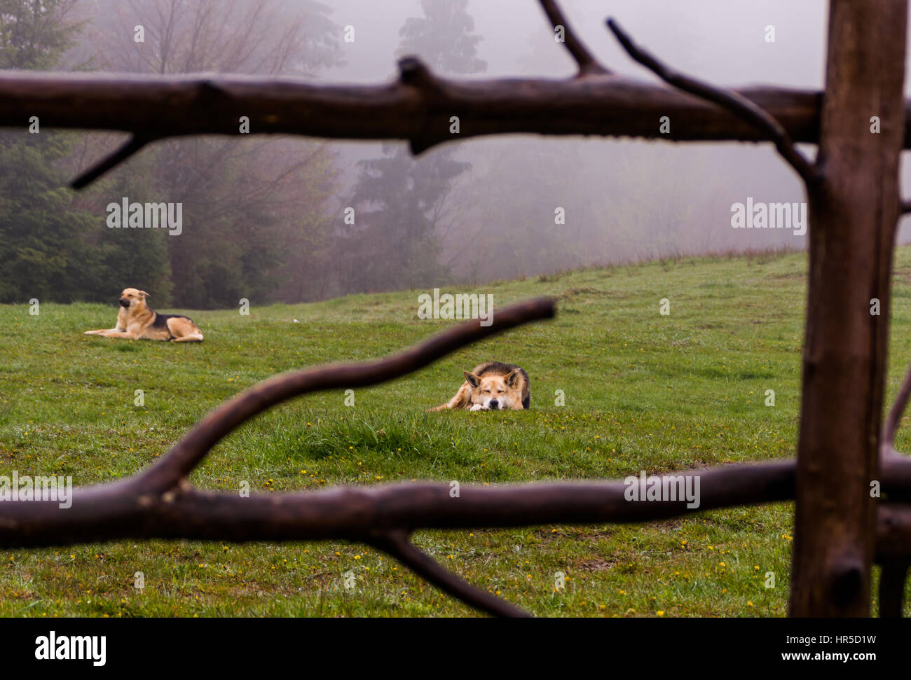 Imbrancandosi cani giacciono su una collina nebbiosa mattina di primavera Foto Stock Imbrancandosi cani giacciono su una collina nebbiosa mattina di primavera Foto Stock