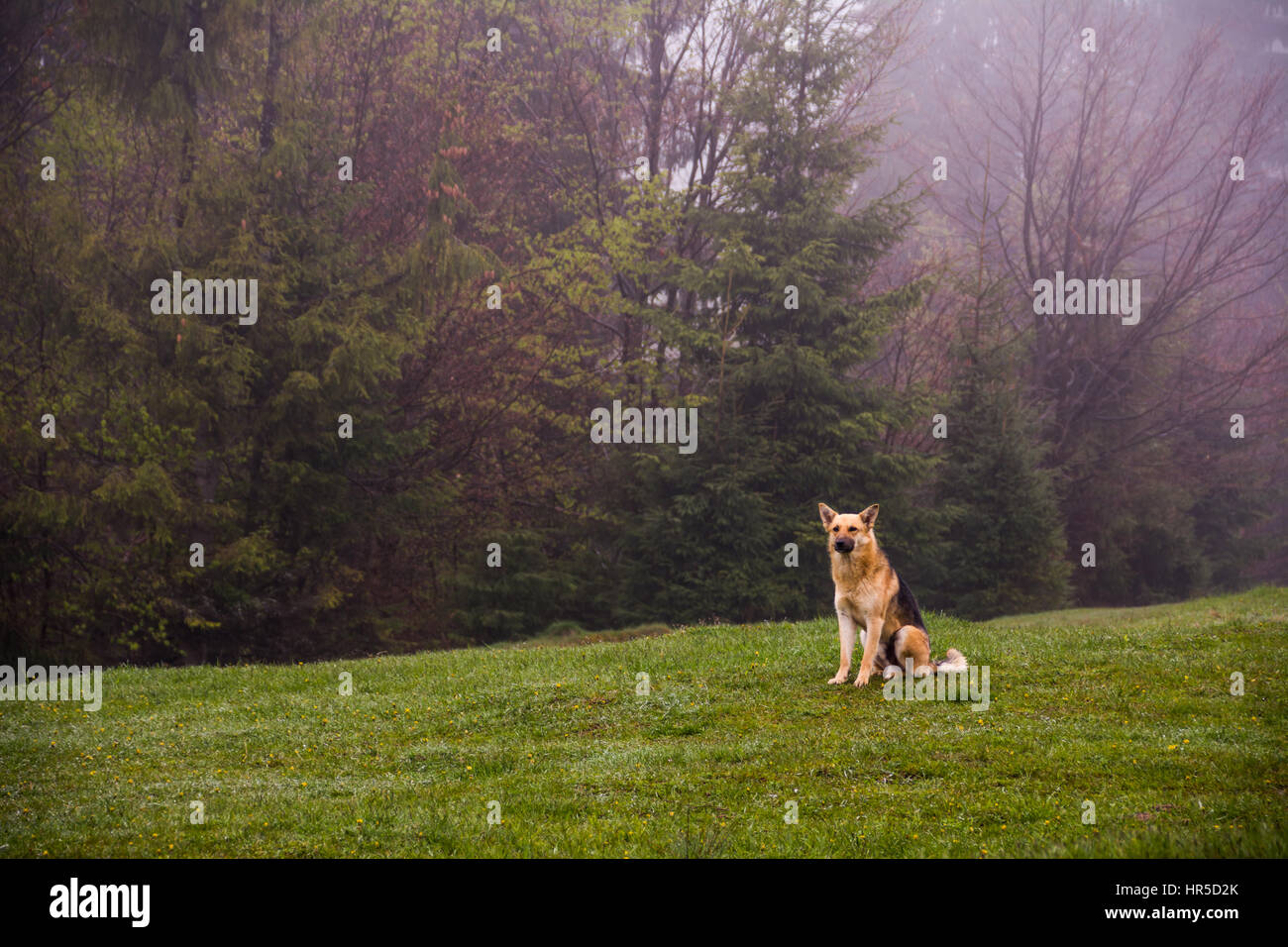 Imbrancandosi cani giacciono su una collina nebbiosa mattina di primavera Foto Stock Imbrancandosi cani giacciono su una collina nebbiosa mattina di primavera Foto Stock