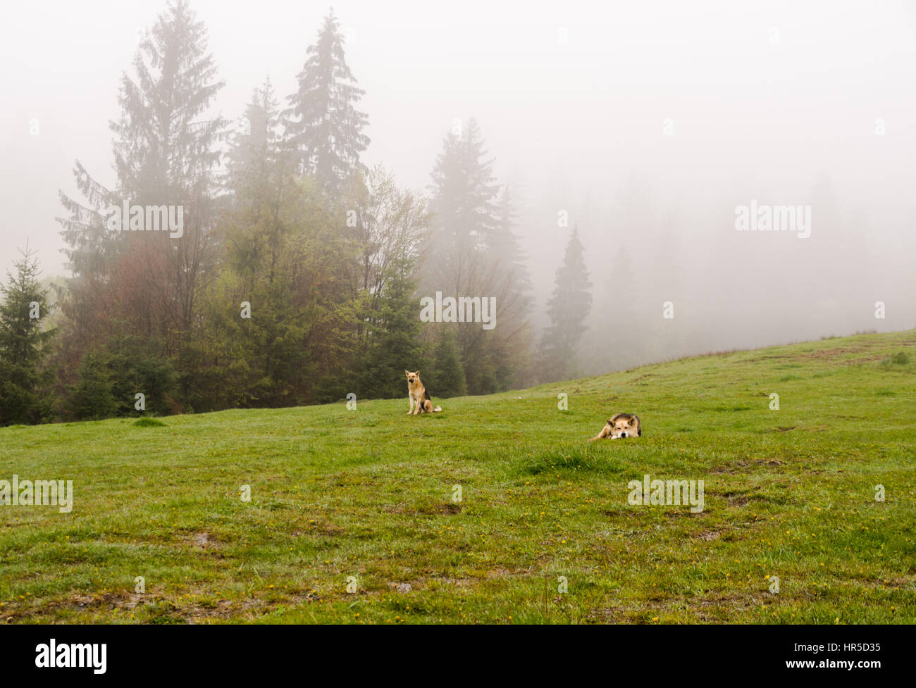 Imbrancandosi cani giacciono su una collina nebbiosa mattina di primavera Foto Stock