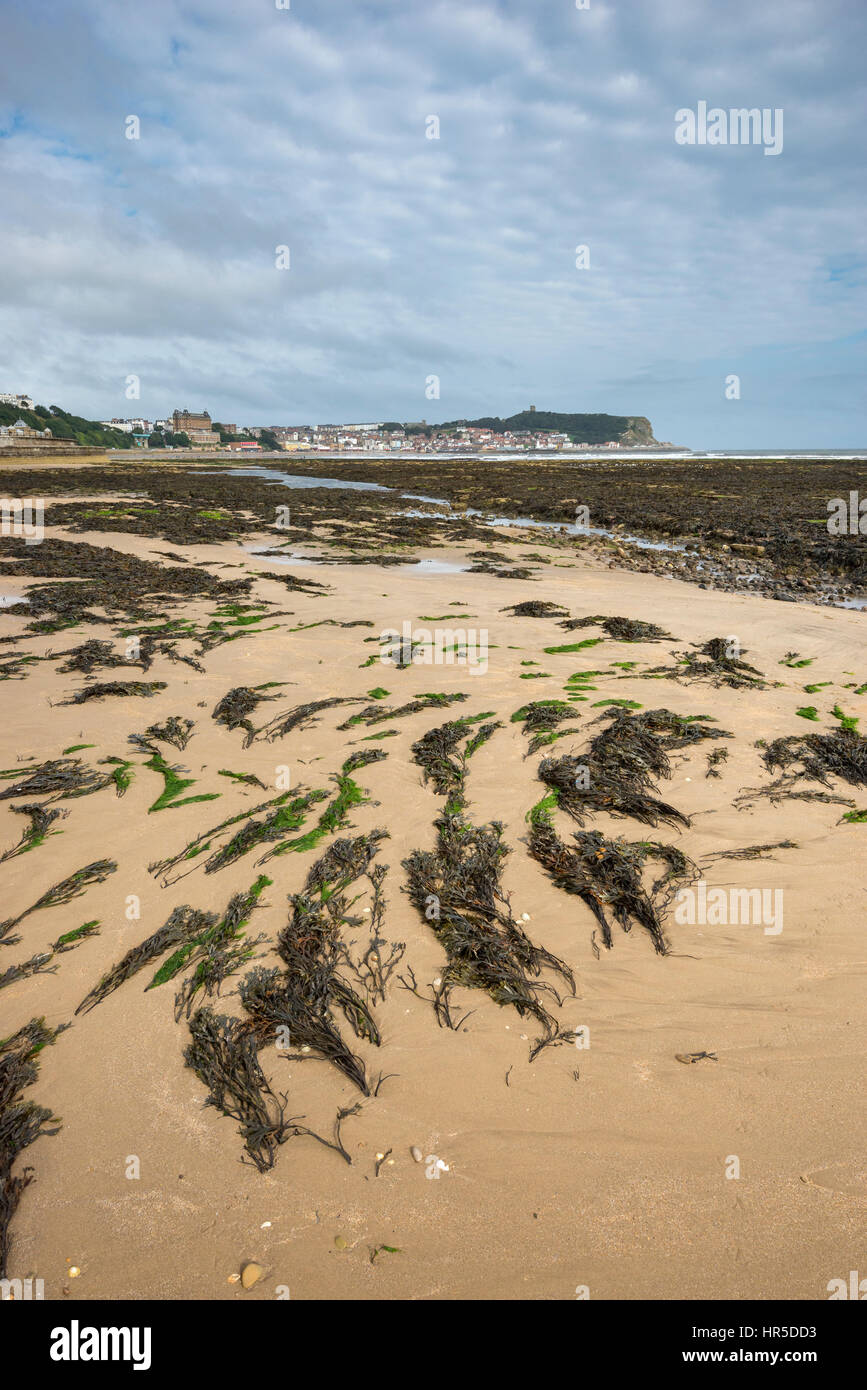 Spiaggia a Scarborough sulla costa del North Yorkshire, Inghilterra. Una ben nota storica cittadina balneare. Foto Stock