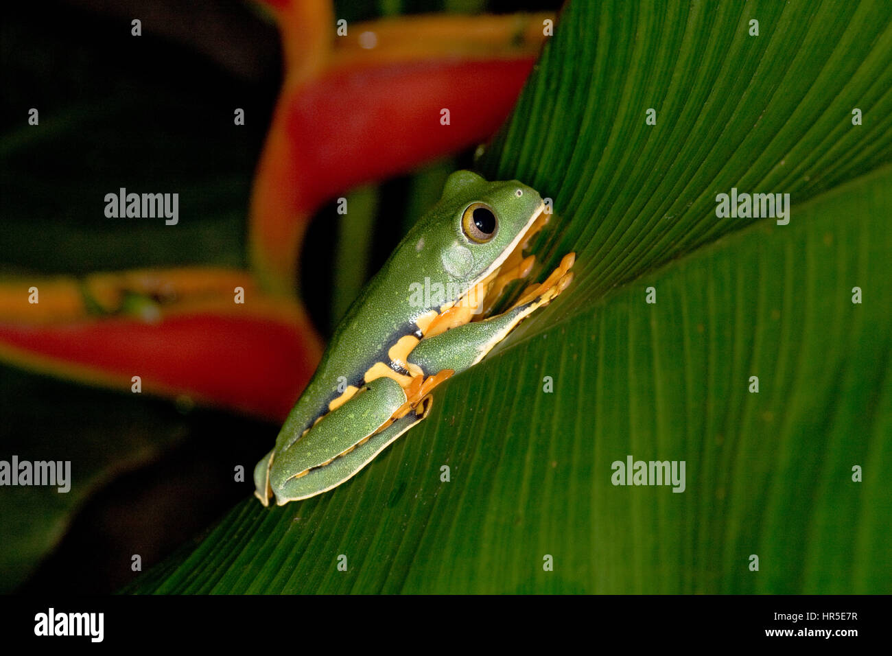 Splendida Rana foglia, Agalychnis calcarifer, un notturno raganella trovati nelle foreste pluviali tropicali provenienti dal Nicaragua in Colombia ed Ecuador. Foto in Co Foto Stock