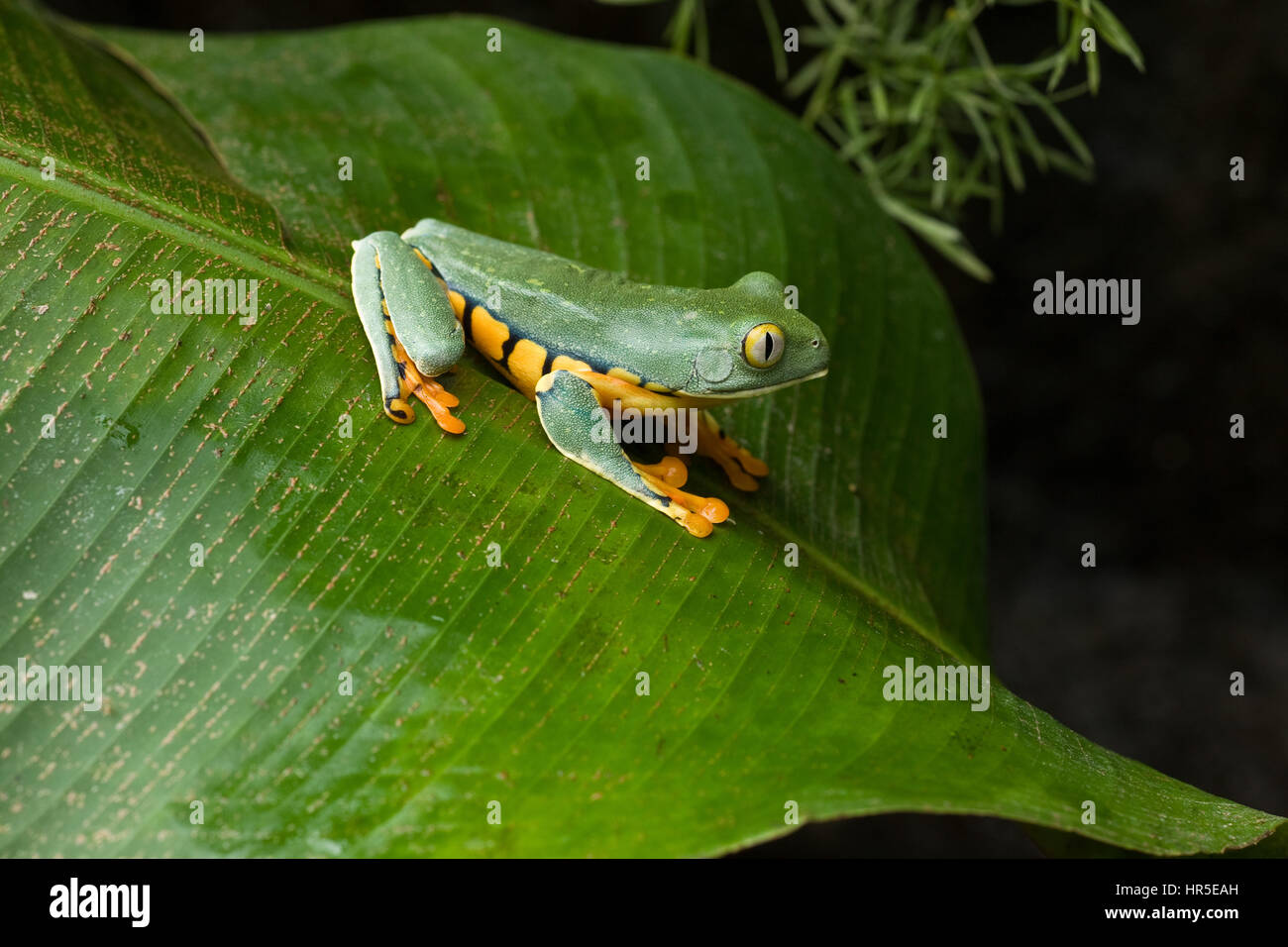 Splendida Rana foglia, Agalychnis calcarifer, un notturno raganella trovati nelle foreste pluviali tropicali provenienti dal Nicaragua in Colombia ed Ecuador. Foto in Co Foto Stock