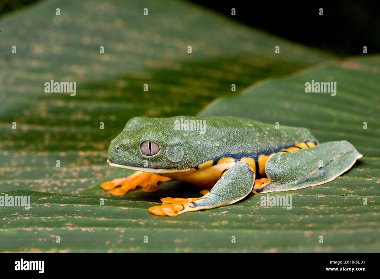 Splendida Rana foglia, Agalychnis calcarifer, un notturno raganella trovati nelle foreste pluviali tropicali provenienti dal Nicaragua in Colombia ed Ecuador. Foto in Co Foto Stock