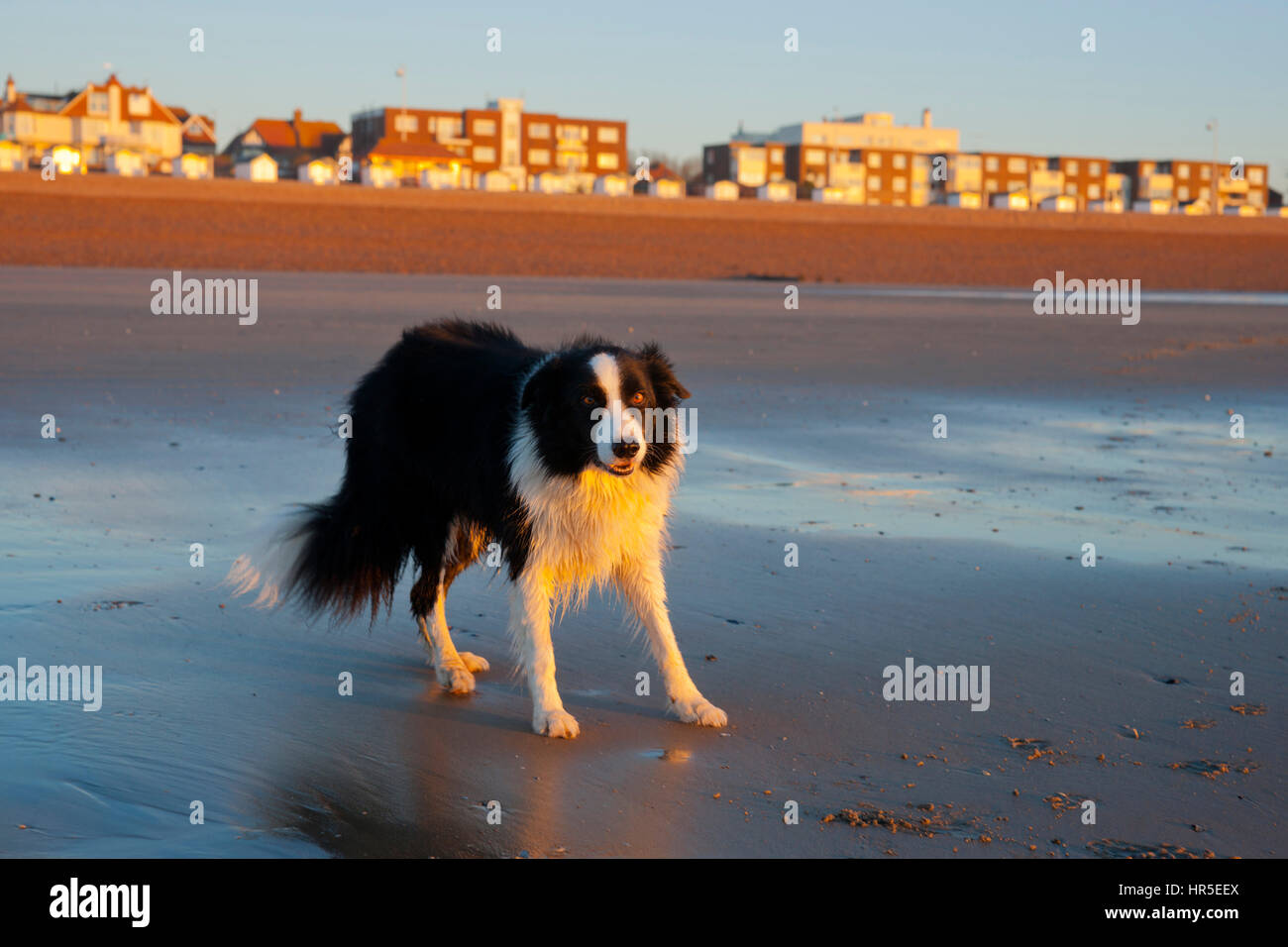 Border Collie cane sulla spiaggia nel bagliore del sunrise Foto Stock