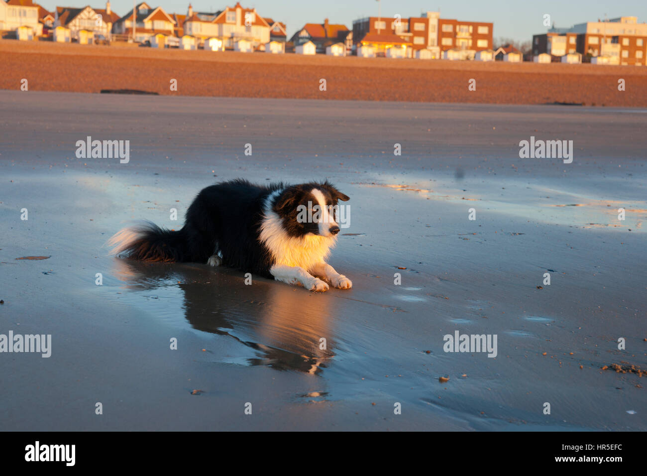 Border Collie sulla spiaggia di sunrise Foto Stock