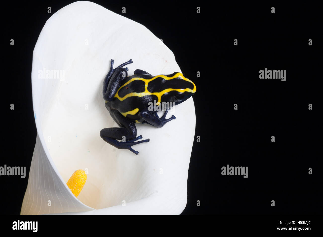 Il veleno di tintura Rana Dendrobates tinctorius, si trova nelle foreste pluviali tropicali della Guyana, Suriname, Guyana Francese e Brasile. Foto Stock