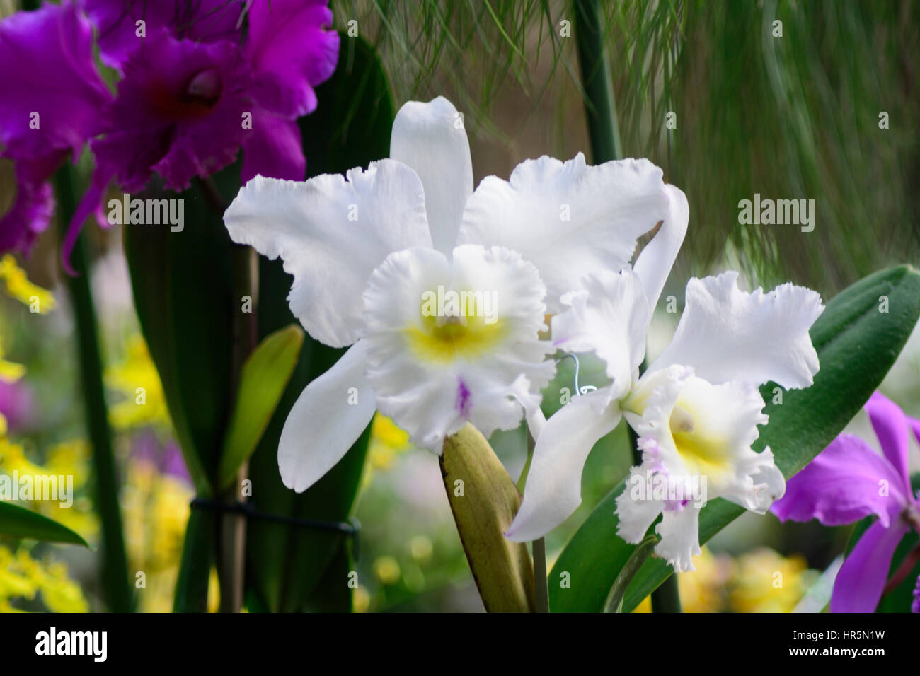 Splendide Orchidee Foto Stock