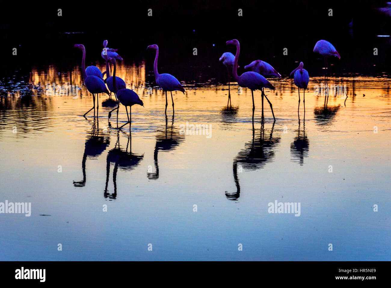 Un branco di fenicotteri maggiore con la riflessione al tramonto in Camargue , Francia , gennaio 2017 Foto Stock