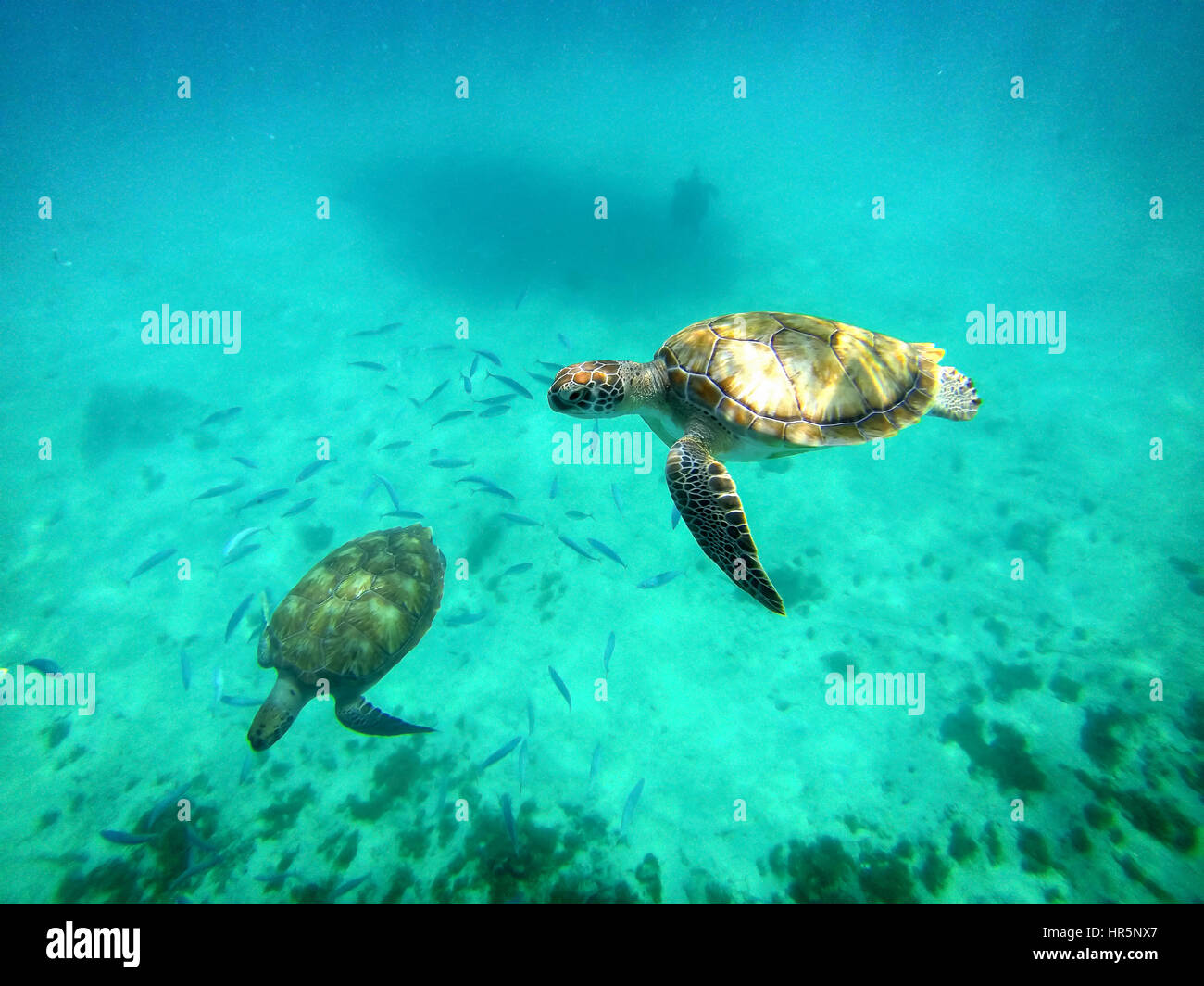 Le tartarughe di mare nuoto sott'acqua in laguna tropicale. Sea Life Foto Stock