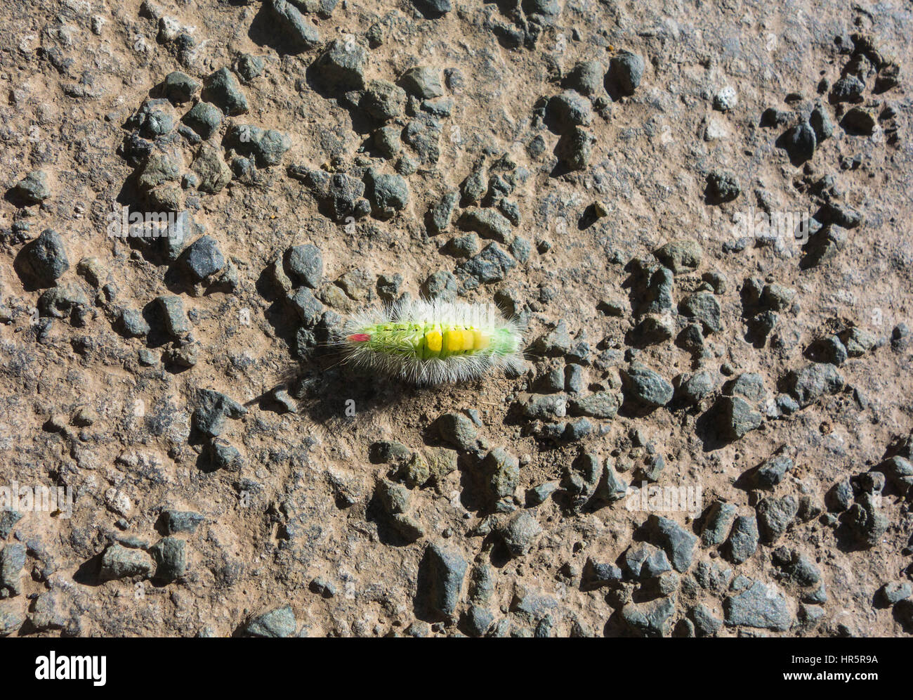 Pale Tussock moth (Callitaera pudibunda) Caterpillar) attraversamento su strada asfaltata Herefordshire UK Foto Stock