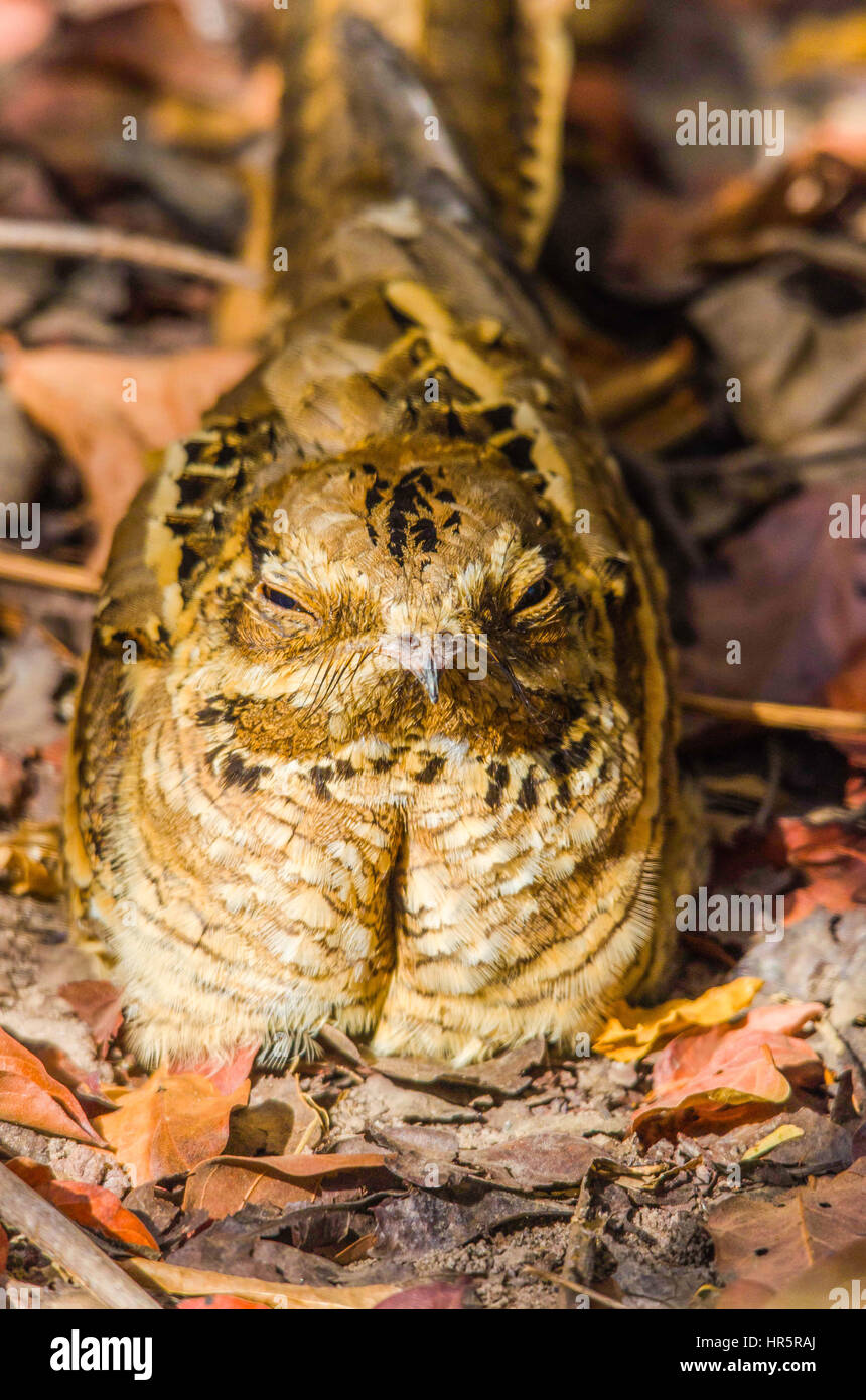 Nightjar Long-Tailed (Caprimulgus climacurus) Sotokoi boschi Gambia Foto Stock