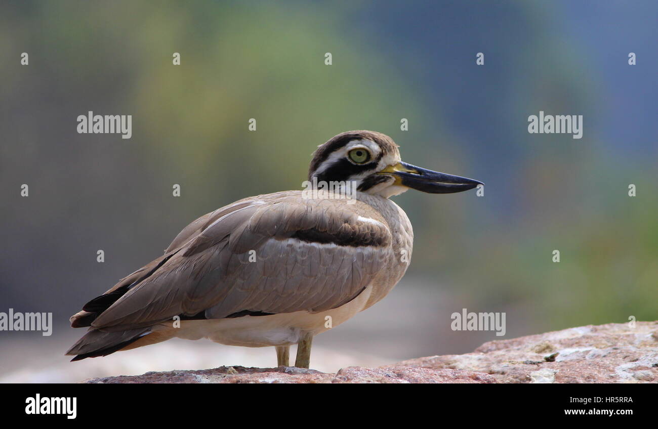 Gli uccelli del subcontinente indiano - permette di volare lontano con la più bella e vivace specie del mondo... Foto Stock