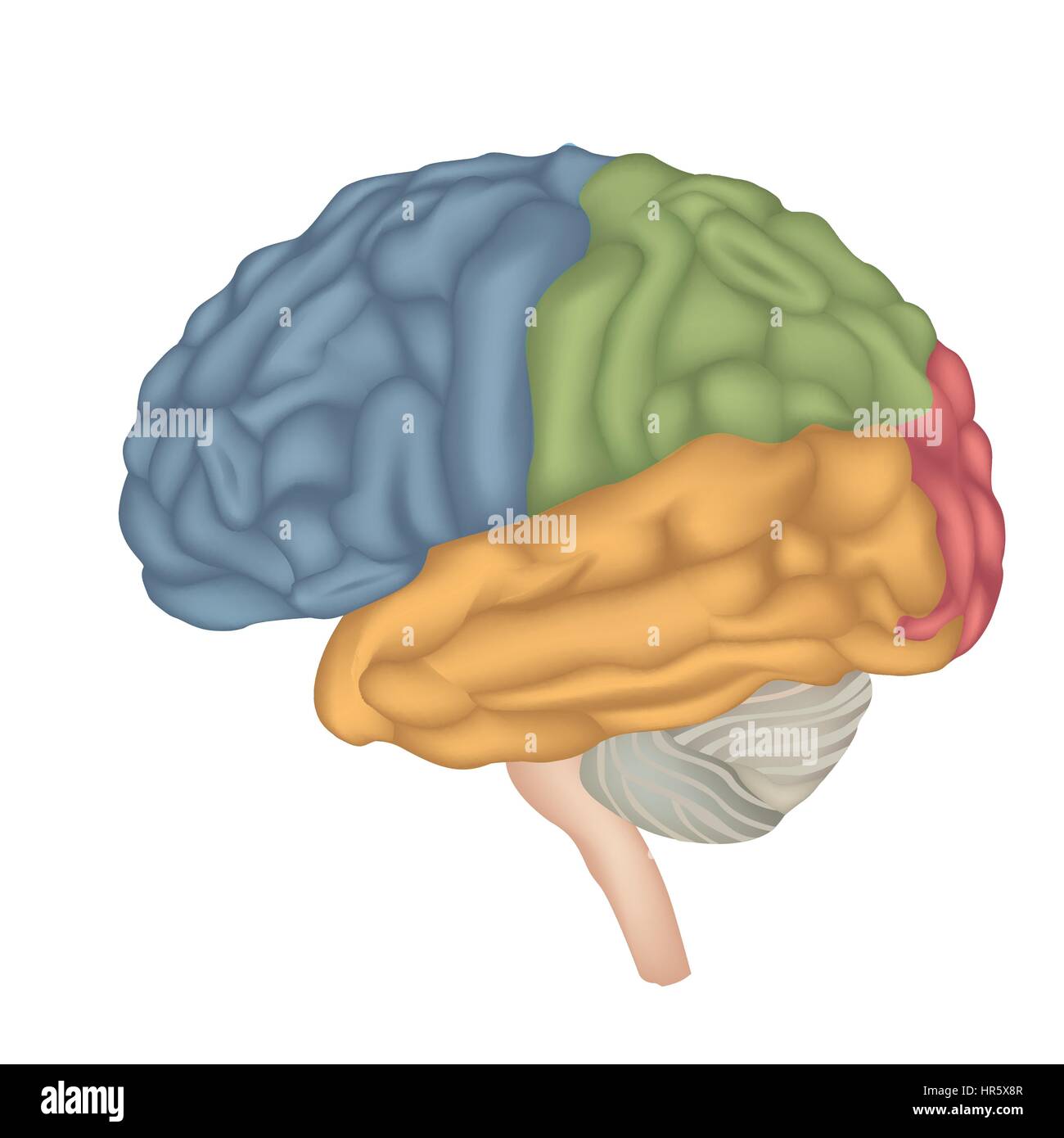 Anatomia cerebrale. cervello umano vista laterale. illustrazione isolati su sfondo bianco. Illustrazione Vettoriale