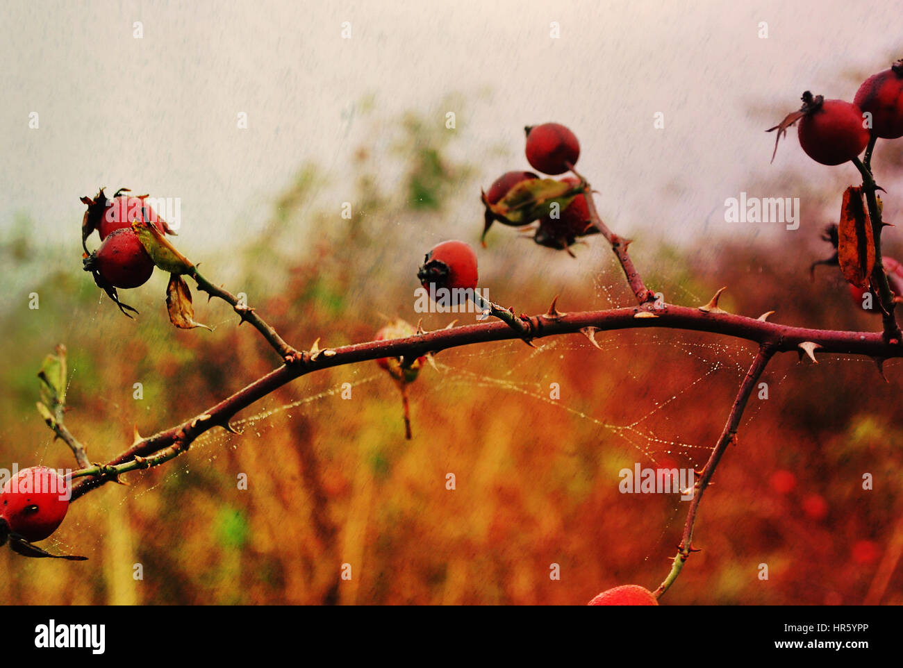 Bella wild briar rose anca in colori caldi. Foto Stock